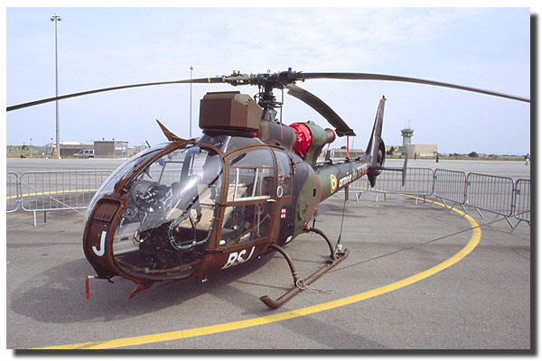 gazelle