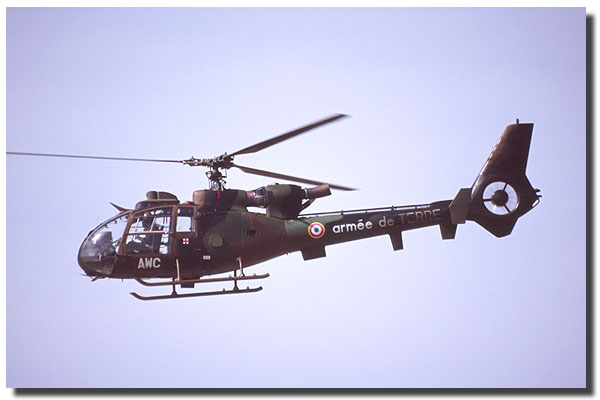 gazelle