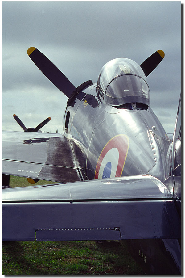 Bearcat